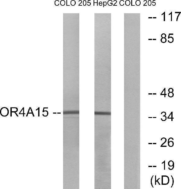 Western blot analysis of lysates from COLO and HepG2 cells, using OR4A15 Antibody