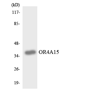 Western blot analysis of the lysates from HeLa cells using OR4A15 antibody