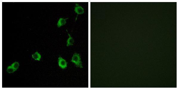 Immunofluorescence analysis of COS7 cells, using OR5B12 Antibody