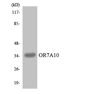 a15826 or7a10 primary antibodies wb testing 1
