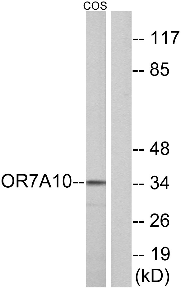 a15826 or7a10 primary antibodies wb testing 3