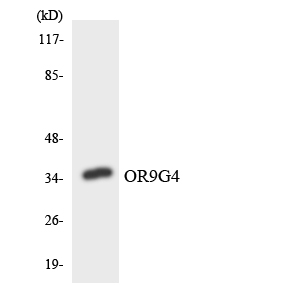 Western blot analysis of the lysates from HeLa cells using OR9G4 antibody
