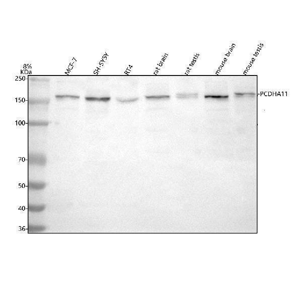  Western blot analysis of PCDHA11 using anti-PCDHA11 antibody (A15832-1)