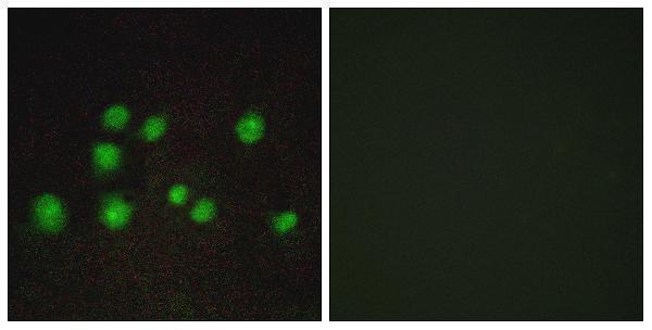 a15837 tceb3b primary antibodies if testing 1