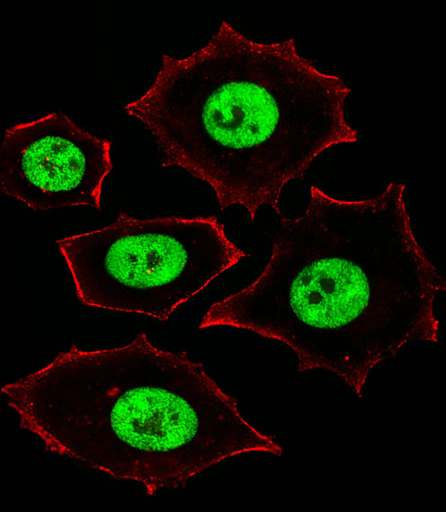 Fluorescent image of MCF-7 cells stained with ZNF434 Antibody (Center). A15854 was diluted at 1:25 dilution. An Alexa Fluor 488-conjugated goat anti-rabbit lgG at 1:400 dilution was used as the secondary antibody (green). Cytoplasmic actin was counterstained with Alexa Fluor® 555 conjugated with Phalloidin (red).
