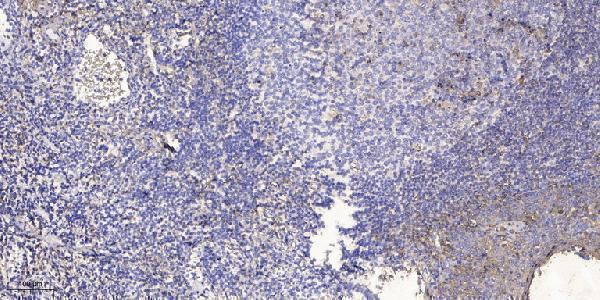 Immunohistochemical analysis of paraffin-embedded human tonsil