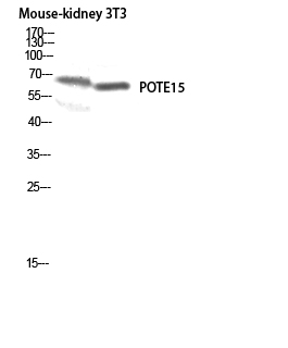 Western blot analysis of Mouse-kidney 3T3 lysis using POTE15 antibody
