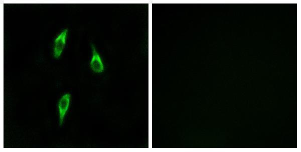 a15871 or51b2 primary antibodies if testing 1