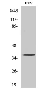 a15871 or51b2 primary antibodies wb testing 2