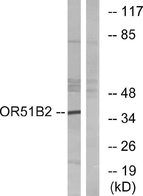 a15871 or51b2 primary antibodies wb testing 3