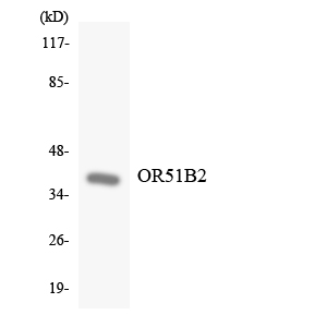 a15871 or51b2 primary antibodies wb testing 4