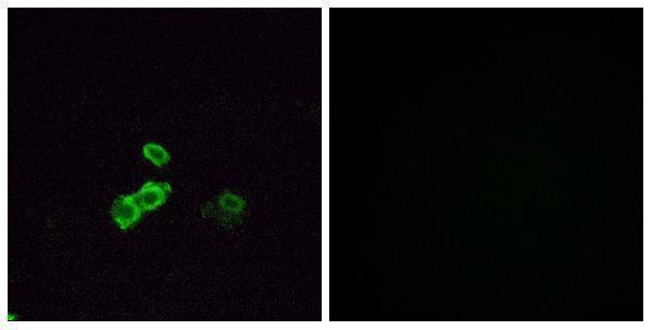 a15874 or14j1 primary antibodies if testing 1