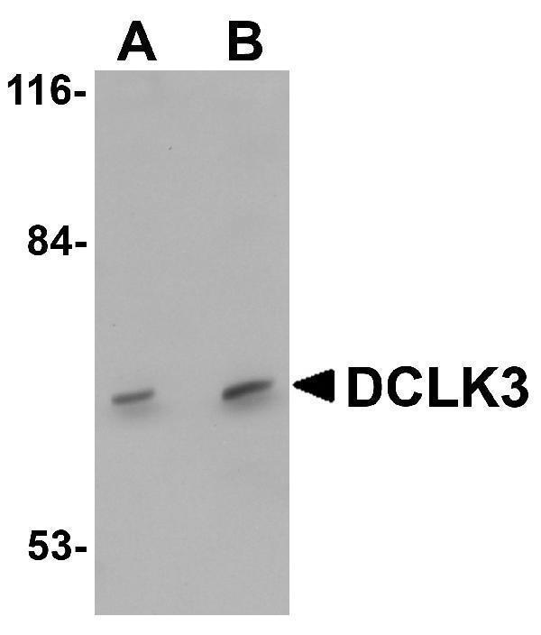 a15882 1 dclk3 primary antibodies wb testing 1