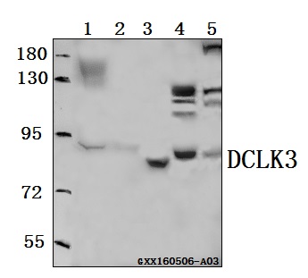 a15882 2 dclk3 primary antiboties wb testing 1