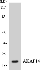 Western blot analysis of the lysates from RAW264
