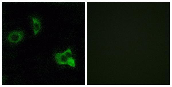 a15899 or8d1 primary antibodies if testing 1