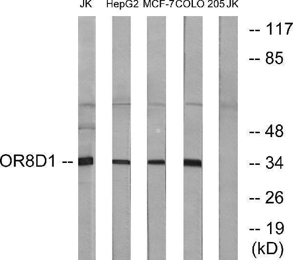 a15899 or8d1 primary antibodies wb testing 3