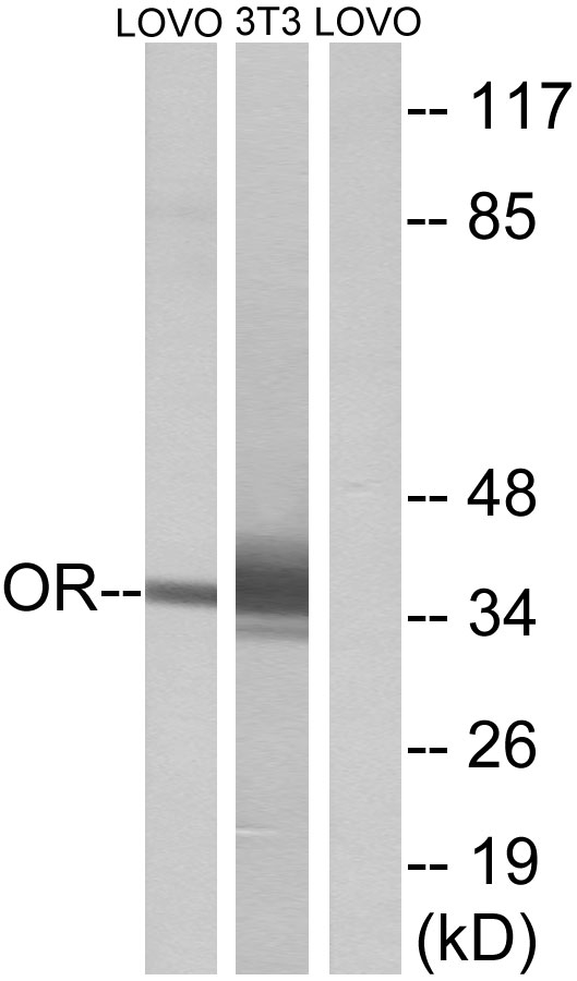 a15901 or4d6 primary antibodies wb testing 3