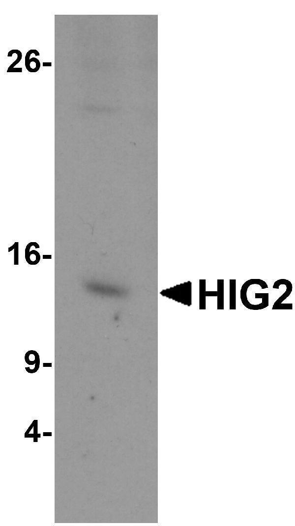 a15905 higd2a primary antibodies wb testing 1