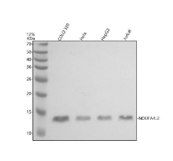 a15915 coxfa4l2 primary antibodies wb testing 1