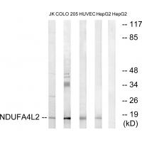 Anti-COXFA4L2 Antibody Picoband&reg;