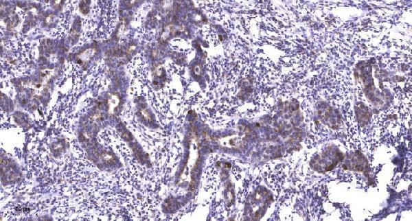 a15919 nacad primary antibodies ihc testing 1