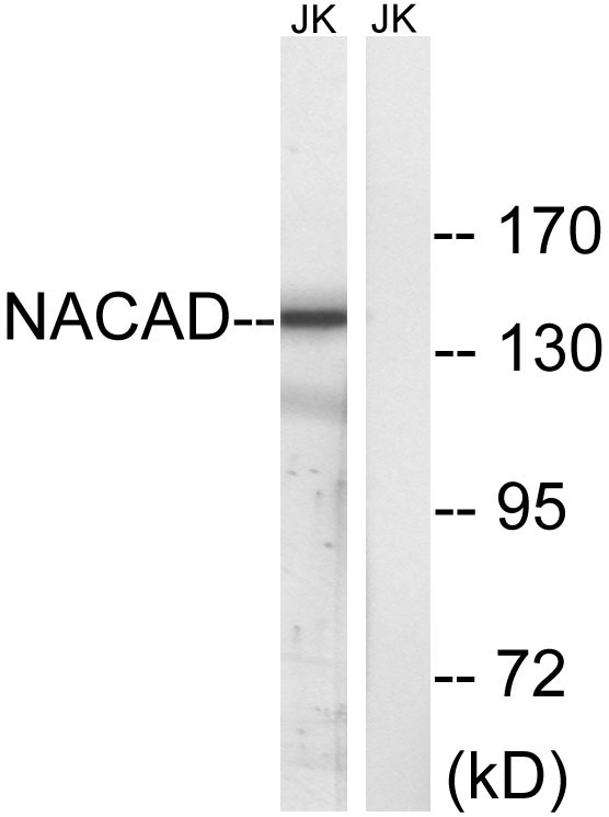 a15919 nacad primary antibodies wb testing 2