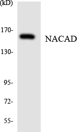 a15919 nacad primary antibodies wb testing 3