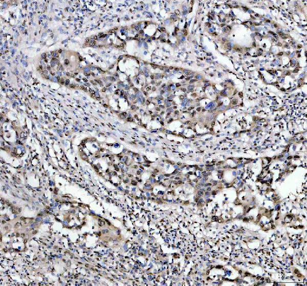 a15949 3 foxi2 primary antibodies ihc testing 1