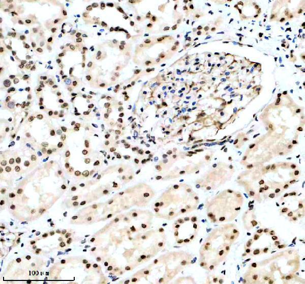 a15949 3 foxi2 primary antibodies ihc testing 2