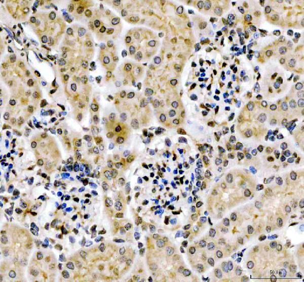 a15949 3 foxi2 primary antibodies ihc testing 4