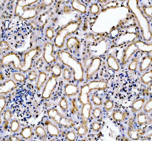 a15949 3 foxi2 primary antibodies ihc testing 5