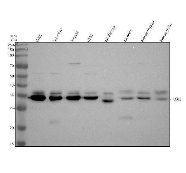 a15949 3 foxi2 primary antibodies wb testing 1