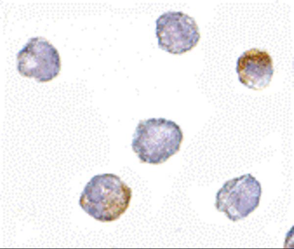 a15959 1 grtp1 primary antibodies icc testing 2