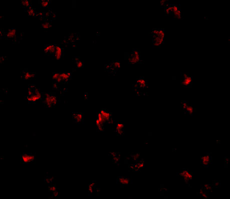 a15959 1 grtp1 primary antibodies if testing 3