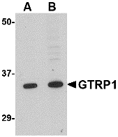 a15959 1 grtp1 primary antibodies wb testing 1