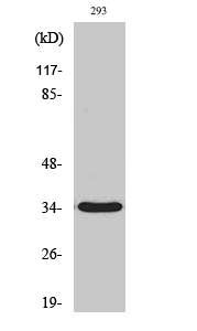 a15959 grtp1 primary antibodies wb testing 2