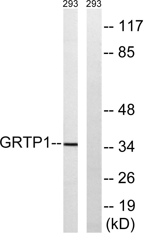 a15959 grtp1 primary antibodies wb testing 3