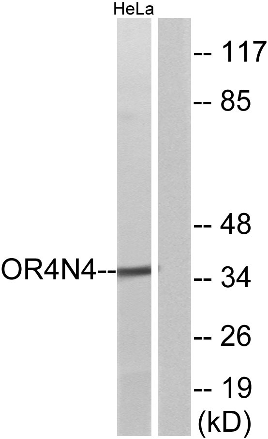 a15973 or4n4 primary antibodies wb testing 1