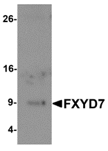 Western blot analysis of FXYD7 in human lung tissue lysate with FXYD7 antibody at 1 μg/mL