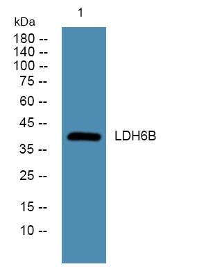 Western blot analysis of lysates from K562 cells, primary antibody was diluted at 1:1000, 4°over night