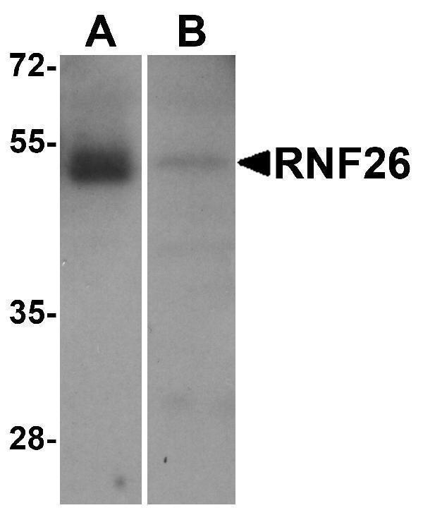 a15996 rnf26 primary antibodies wb testing 1