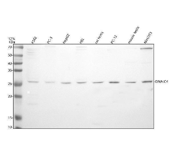 a16001 dnajc4 primary antibodies wb testing 1