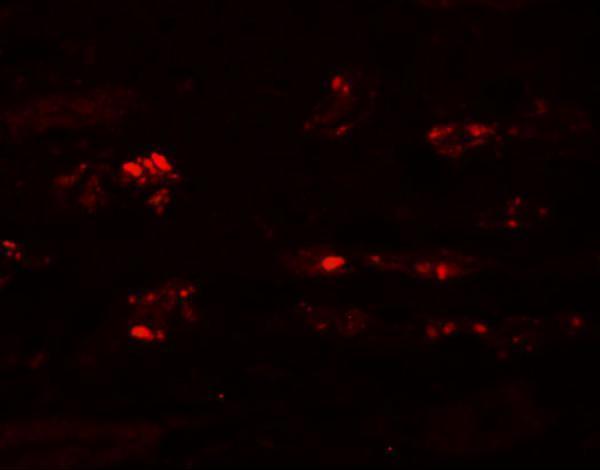 a16012 stox2 primary antibodies if testing 3