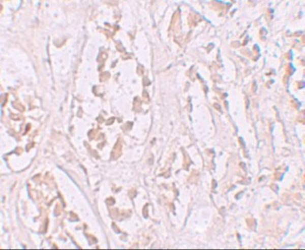 a16012 stox2 primary antibodies ihc testing 2