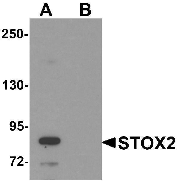 a16012 stox2 primary antibodies wb testing 1