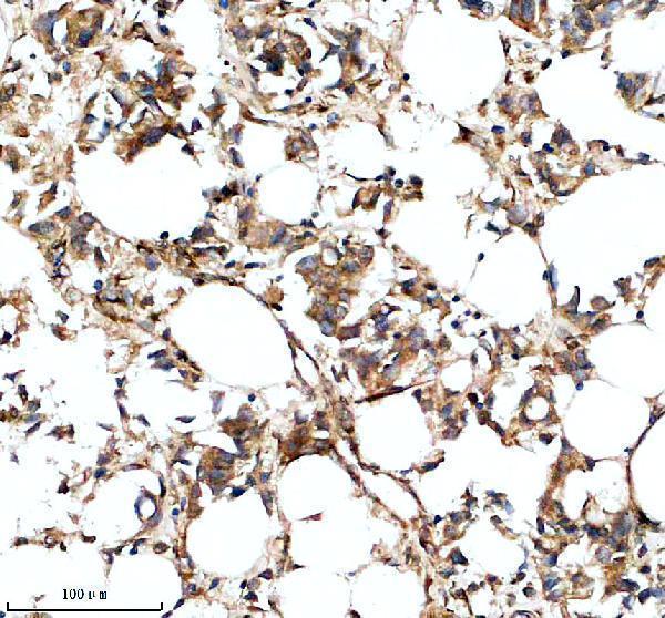 a16029 1 mas1l primary antibodies ihc testing 1