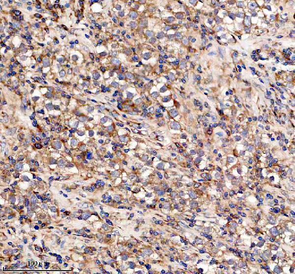 a16029 1 mas1l primary antibodies ihc testing 2