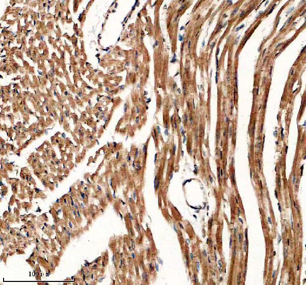 a16029 1 mas1l primary antibodies ihc testing 3