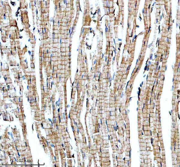 a16029 1 mas1l primary antibodies ihc testing 4
